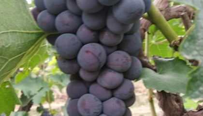 TAB葡萄(sable葡萄)