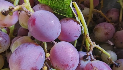 TAB葡萄(tab谱子怎么看)