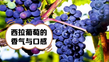 TAB葡萄(tab葡萄交易所官网)