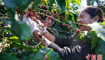 国际咖啡期货价格暴涨 云南咖啡迎机遇