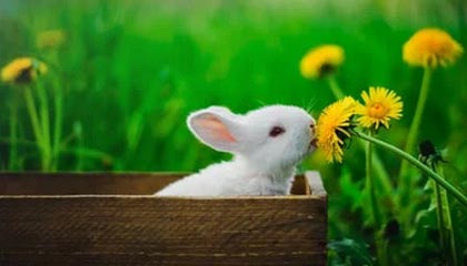 华懋科技:累计回购约2114万股