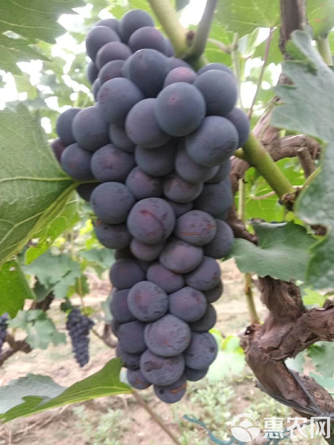 TAB葡萄(sable葡萄) TAB葡萄(sable葡萄)