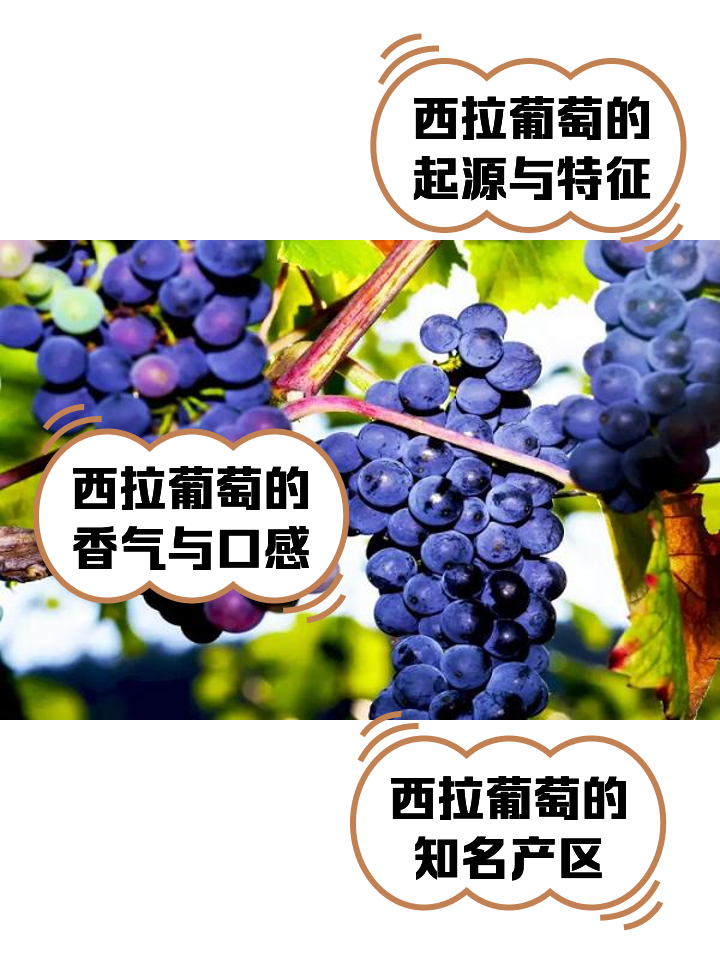 TAB葡萄(tab葡萄交易所官网) TAB葡萄(tab葡萄交易所官网)