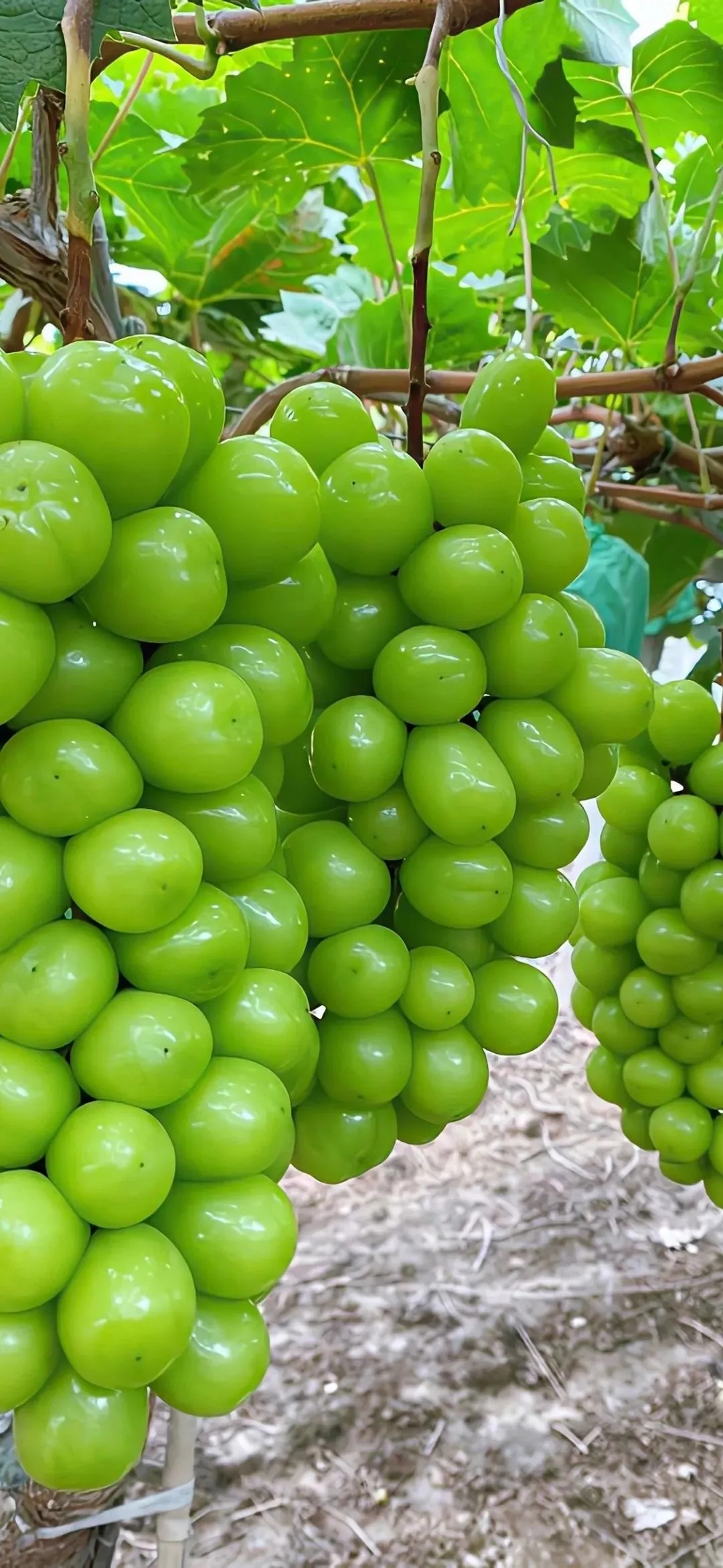 TAB葡萄(tab葡萄交易所官网) TAB葡萄(tab葡萄交易所官网)