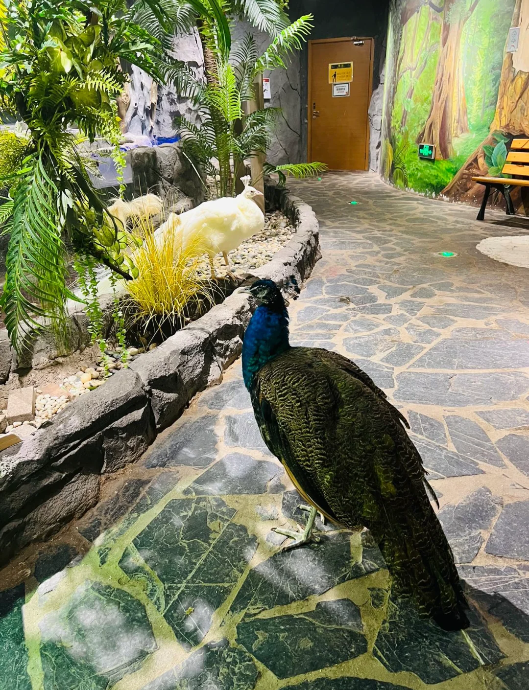 ZOOOO(zooooooday什么意思) ZOOOO(zooooooday什么意思)