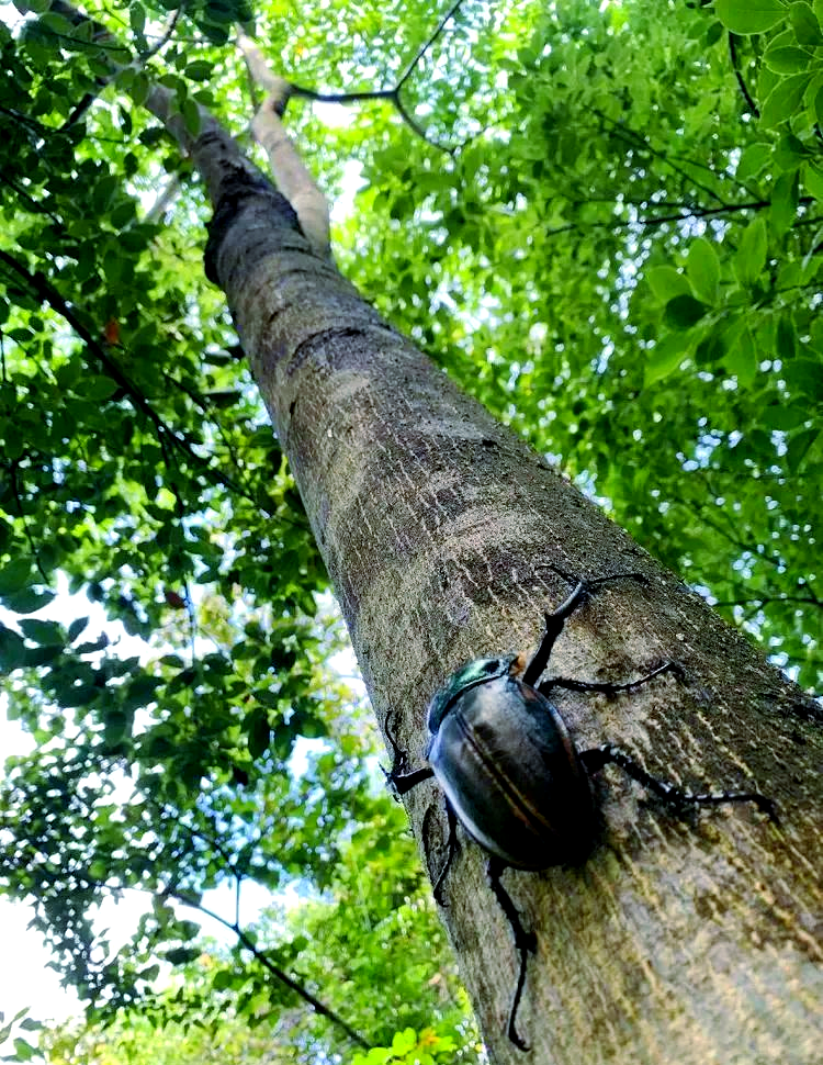 金龟(金龟补肾丸的功能主治) 金龟(金龟补肾丸的功能主治)