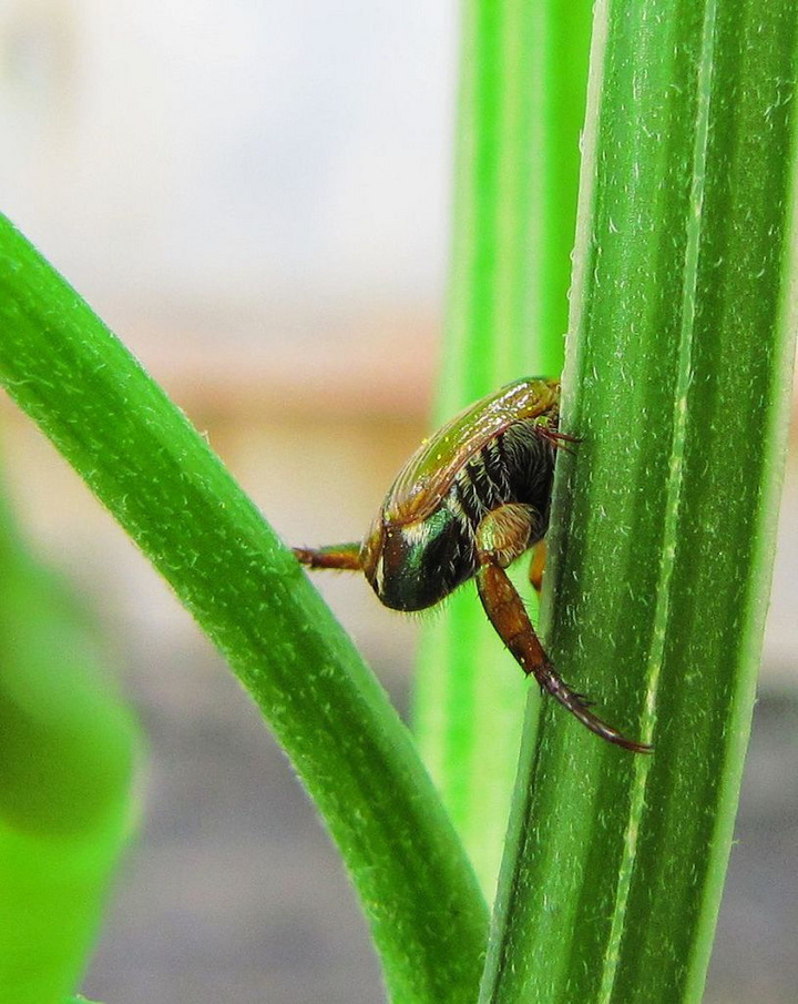金龟(金龟补肾丸的功能主治) 金龟(金龟补肾丸的功能主治)
