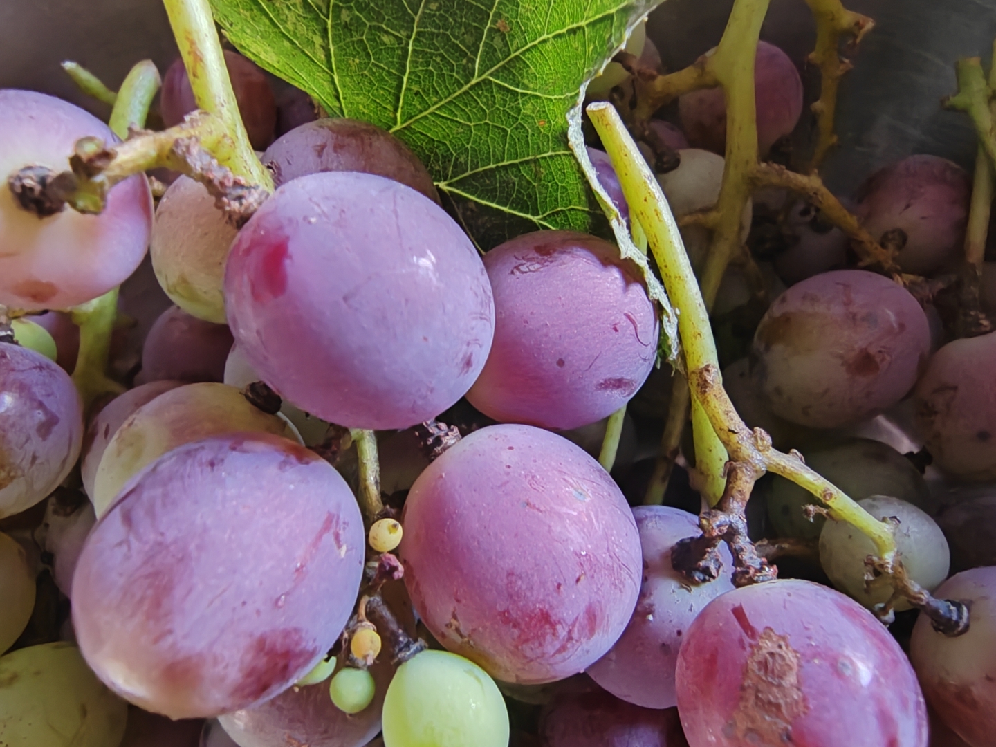 TAB葡萄(tab谱子怎么看)